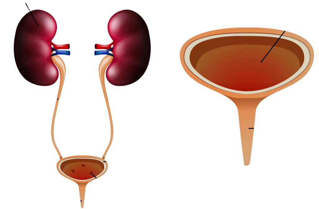 Uroflowmetry